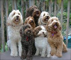 Tampa Bay Australian Labradoodles Labradoodle Puppy Cute Animals Doodle Dog
