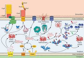 Maybe you would like to learn more about one of these? Periplasmic Chaperones And Prolyl Isomerases Ecosal Plus