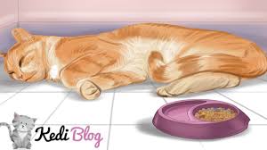 Kedilerde Zehirlenme Ve Belirtileri Kedi Blog