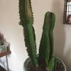 They and mealy bugs are two insect pests that can really go to town on cacti and succulents. Https Encrypted Tbn0 Gstatic Com Images Q Tbn And9gctbmz0iicr1clsvtydwsd Y02bzrltmyfaimyrvmql4awy3b0ga Usqp Cau
