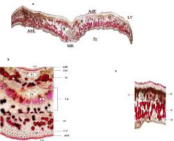 Image result for Secamone stuhlmannii