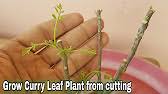 The branch will have three parts. How To Grow Curry Leaves Plant From Cutting With Updates How To Grow Curry Leaf Cutting Youtube
