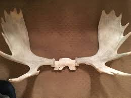 Hanging wall art can be a little tricky. Hanging Moose Antlers