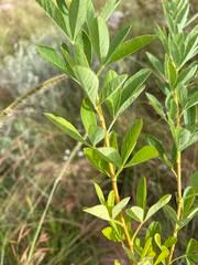 Image result for Heteromorpha involucrata