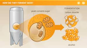 Essays related to ph fermintation. How Did They Ferment Beer