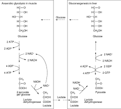 It uses oxygen to convert macronutrients (carbohydrates, fats, and protein) to atp. Anaerobic Glycolysis An Overview Sciencedirect Topics