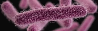 Image result for Shigella