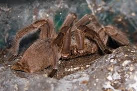 Black And White Spider Texas Poisonous 10 Most Poisonous Spiders On Earth Poisonous Spiders Spider Bird Spider