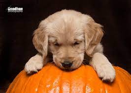Breeders of merit are denoted by level in ascending order of: Goodhue Goldens Home Facebook