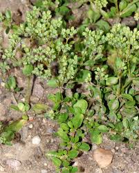 Image result for Polycarpaea prostratum