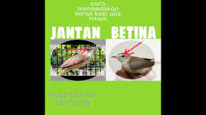 Cara Membedakan Jantan Dan Betina Kerak Basi Alis Hitam Youtube