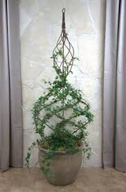 Topiary Indoor Plants Ideas Google Search Indoor Vines Plant Decor Plants