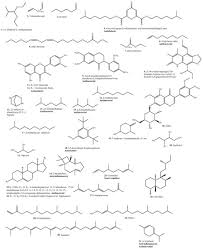 Image result for Tragia brevipes