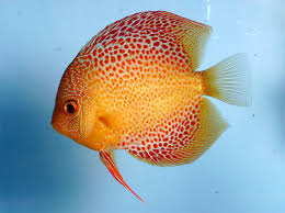Here A List Of Animals That Start With D Discusfish Animalsthatstartwithd Discus Fish Fish Aquarium Fish