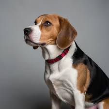 ビーグル 小型 犬 中型 犬