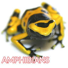 Our shop sells reptiles, snakes, lizards, pet bugs, exotic animals, feeders. Home Page Ever Evolving Exotics Reptiles Amphibians And Enclosures
