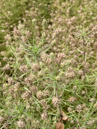 Image result for Grona afra