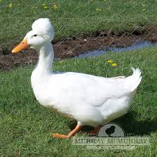 We did not find results for: Murray Mcmurray Hatchery White Crested Ducks