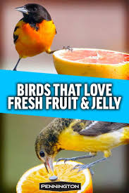 One way to keep the birds off the bushes is to protect the plants with. What Fruit Do Wild Birds Eat Unique Rare Bird