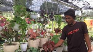 Menurut feng shui, bunga teratai tidak hanya memberikan kesan yang penuh estetika saja, tetapi bisa menjadi tanaman pembawa hoki dan mendatangkan bentuk bunga ini sangat indah dan dapat bertahan hidup dengan sedikit asupan cahaya matahari sehingga cocok diletakkan di dalam ruangan. Tanaman Hias Pembawa Keberuntungan Menurut Feng Shui Aglonema Bunga Matahari Pohon Palem Tribun Jambi