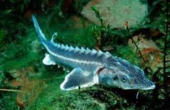 Image result for how to study treatment of sturgeon