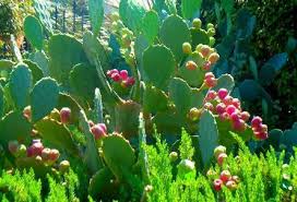 The pads are typically about one inch thick and six to 12 inches in length with an oblong, rounded shape. Planting Prickly Pear Cactus How To Grow A Prickly Pear Dummer Garden Manage Gfinger Es La App De Jardineria Mas Profesional