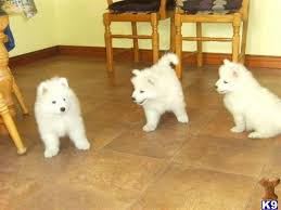 Puppies For Sale In Texas Samoyed Puppies For Sale Samoyed Puppy Husky Puppies For Sale