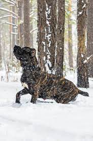 Exclusive to cane corso's lovers. Grosser Schwarzer Hund Cane Corso Im Winterweg Im Schnee Im Wald Stockbild Bild Von Hund Spielen 105944993