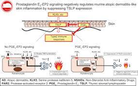 In babies it is used in those with congenital heart defects until surgery can be carried out. Prostaglandin E2 Pge2 Ep2 Signaling Negatively Regulates Murine Atopic Dermatitis Like Skin Inflammation By Suppressing Thymic Stromal Lymphopoietin Expression Journal Of Allergy And Clinical Immunology