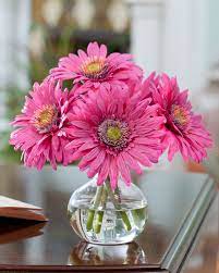 Check spelling or type a new query. Buy Silk Gerbera Daisy Arrangements At Petals