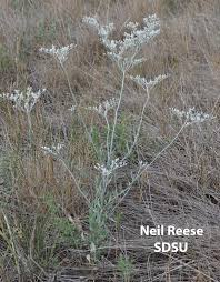 Image result for Eriosema nutans