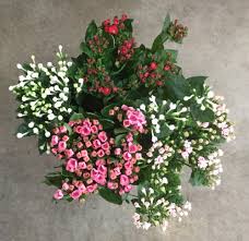 Image result for Bouvardia longiflora