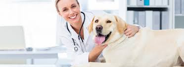 Visit morris veterinary hospital pc in morris, il and save 25% on your vet bill with a pet plan by pet assure. Veterinarian In Brookings Sd Sutton Veterinary Clinic Pc