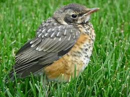 A baby robin should be fed as much as it can eat at least every half hour from sunrise to sunset. Birdnote Q A Fledging When Young Birds Leave The Nest A Way To Garden