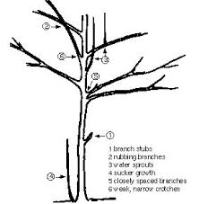 If ingested, the corrosive sap will cause severe burning of the lips, mouth and tongue. Pruning Trees And Shrubs Umn Extension