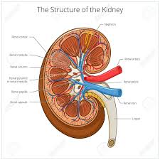 Structure Of The Kidney Medical Vector Illustration Science Medical Educational Material Affiliate Medical Vector Struct Kidney Symptoms Kidney Renal