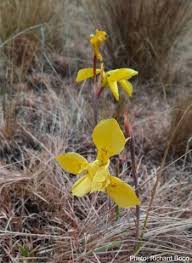 Image result for Moraea spathulata