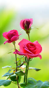 Wallpaper Mobile Wallpaper Hd Nature Flower Rose 720x1280 Download Hd Wallpaper Wallpapertip Hd hintergrundbilders for mobile nature flowers iphone plus. mobile wallpaper hd nature flower rose