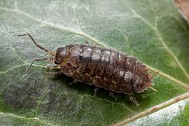 Grasp knowledge by learining about the insects here. 15 Fascinating Facts About Pill Bugs Woodlice Pill Bug Woodlouse