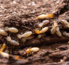 Doing business as:mid state termite & pest cntrl. Termites Info Control Pest Termite