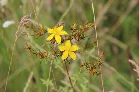 Image result for Hypericum quartinianum