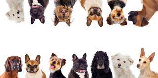 No driving all over town. Pet Groomers In Davie Florida Royal Mobile Pet Grooming Davie