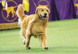 Crowd favorite daniel the golden retriever placed first in the sporting category. Golden Retriever Snubbed At Westminster Is Getting Lots Of Hugs Owner Says Chattanooga Times Free Press