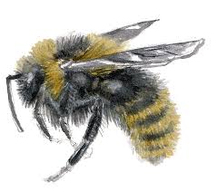 Image result for Bombus campestris