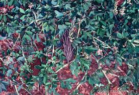 Image result for Indigofera hendecaphylla