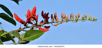 Image result for Erythrina fusca