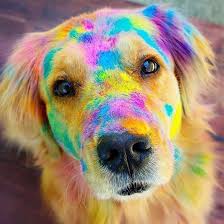 Pin By Burcu Ferah On Imagens In 2020 Baby Animals Pictures Cute Dogs And Puppies Cute Animal Photos