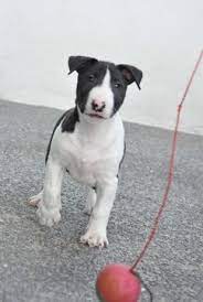 Miniature Bull Terrier Puppy For Sale In Roma Tx Adn 29259 On Puppyfinder Com Gender Bull Terrier Puppy Miniature Bull Terrier Puppies Miniature Bull Terrier
