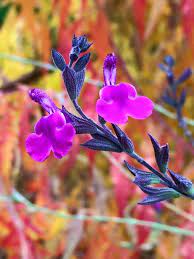An Autumn Sage Salvia Ultra Violet At Shooting Star Nursery Not In Stock Zone 6 We Do Have Ornamental Horticulture Unique Plants Shooting Star Nursery