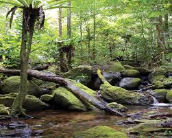 Image result for Terrarium Cling Background